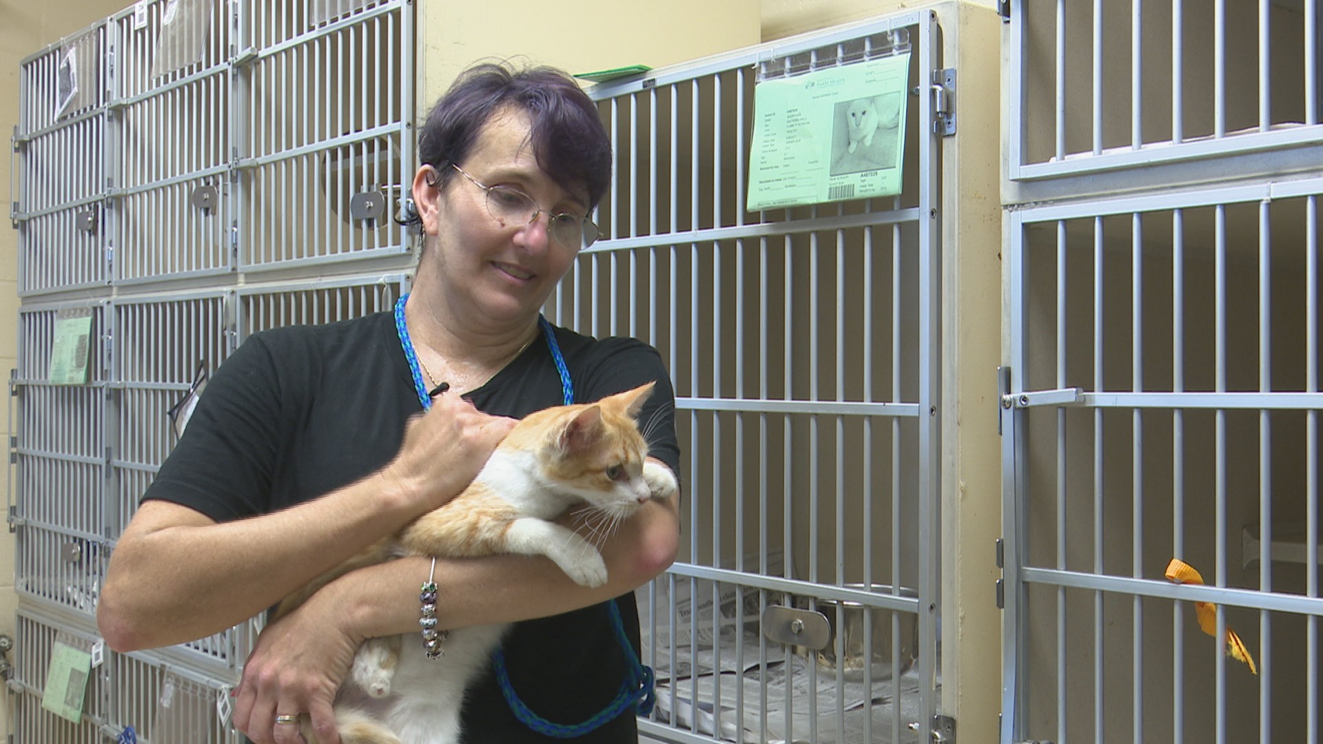 Local animal shelter volunteer shares fostering experience